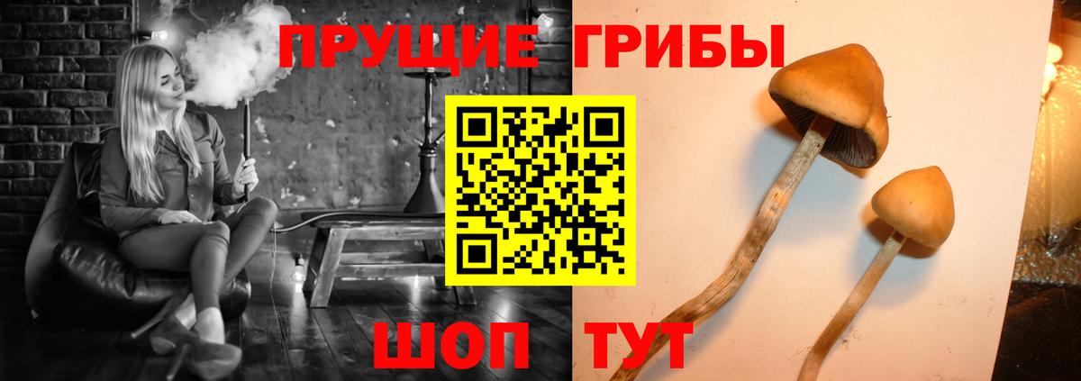 Кемерово  Псилоцибиновые грибы Psilocybine cubensis  Вход с VPN 